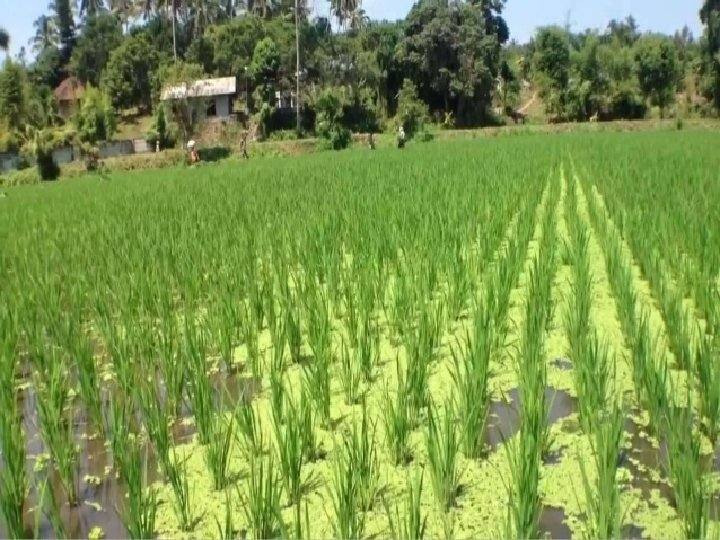 Blue green algae in paddy