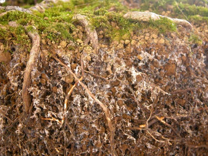 Mycorrhiza filaments in soil (VAM)