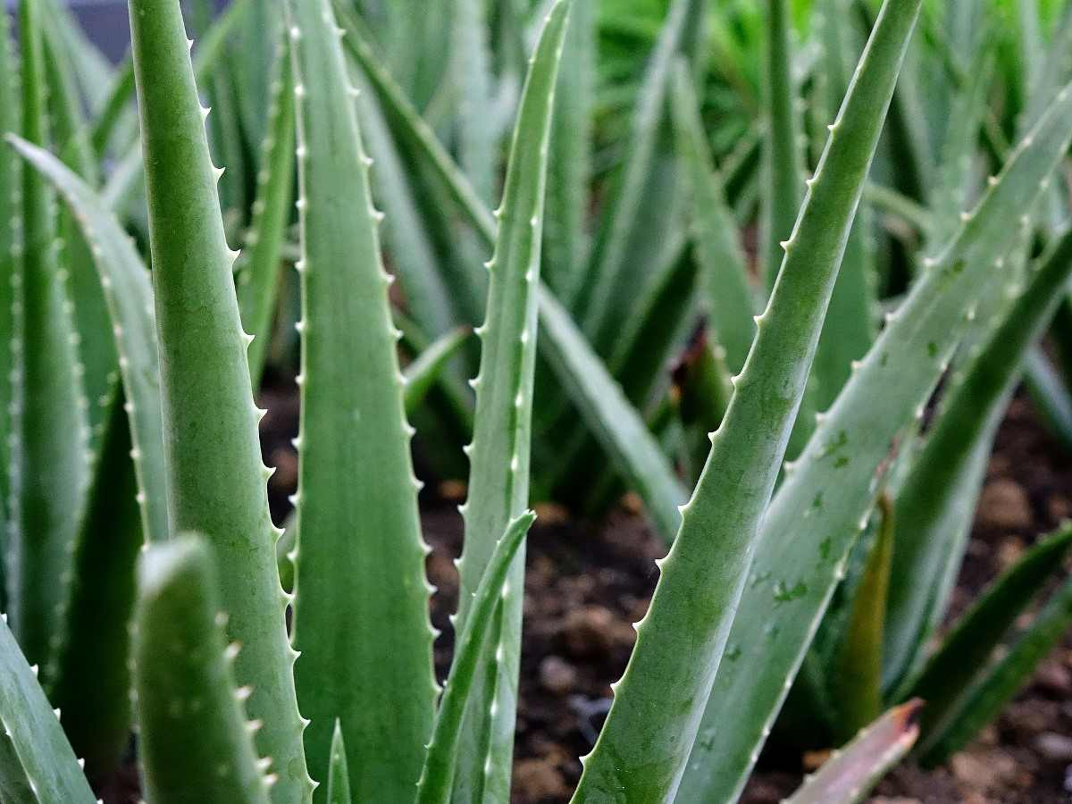 aloe vera cultivation