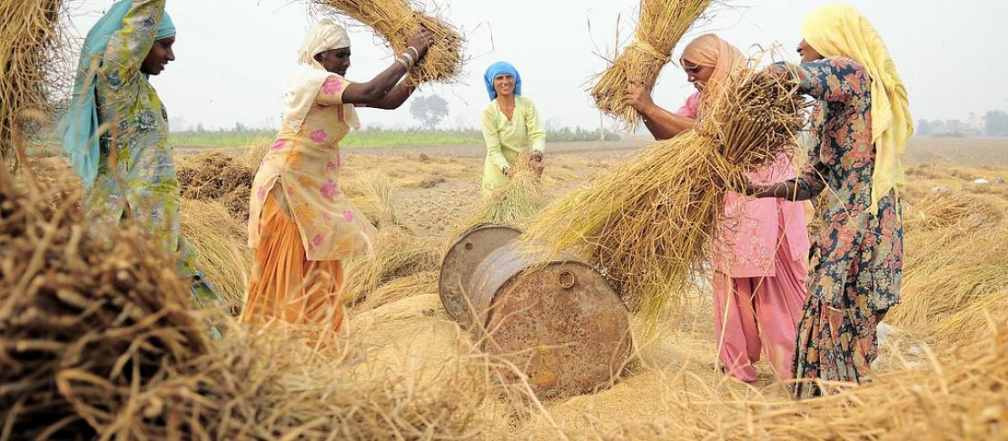 Crop Harvesting