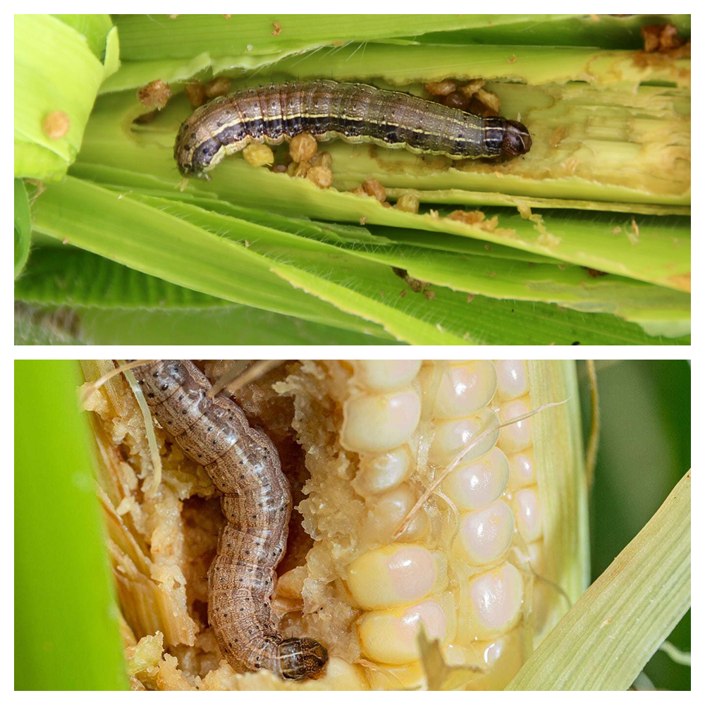 Fall Armyworm Pest Attack